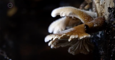 A gombák birodalma – természetfilm